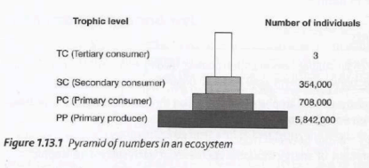 Shows number of organisms per trophic level per unit area