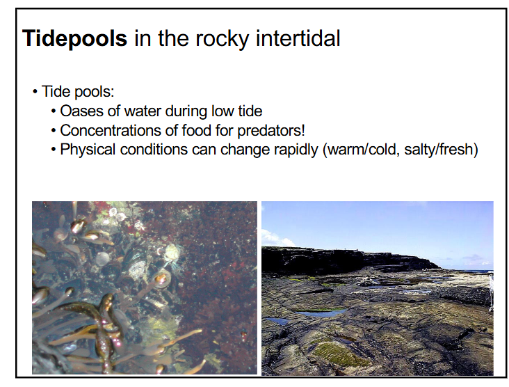 <p>-oases of water during low tide</p><p>-concentrations of food for predators</p><p>-physical conditions can change rapidly (warm/cold, salty/fresh)</p>