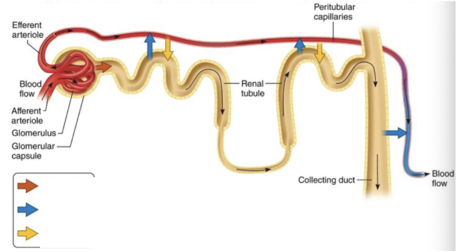 <p>Orange Arrow </p>