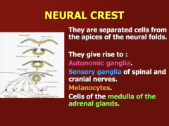 <p>Neural folds</p>