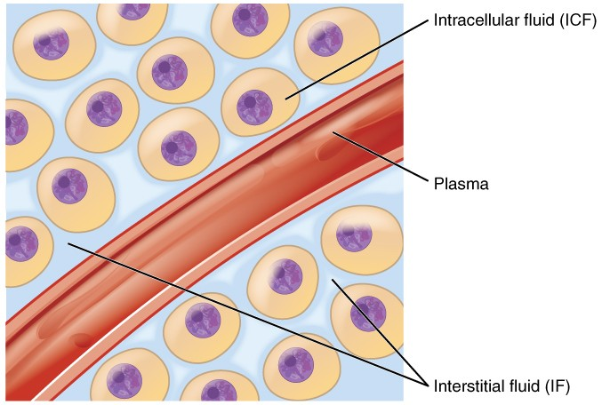 <p>Fluid contained within body cells</p>
