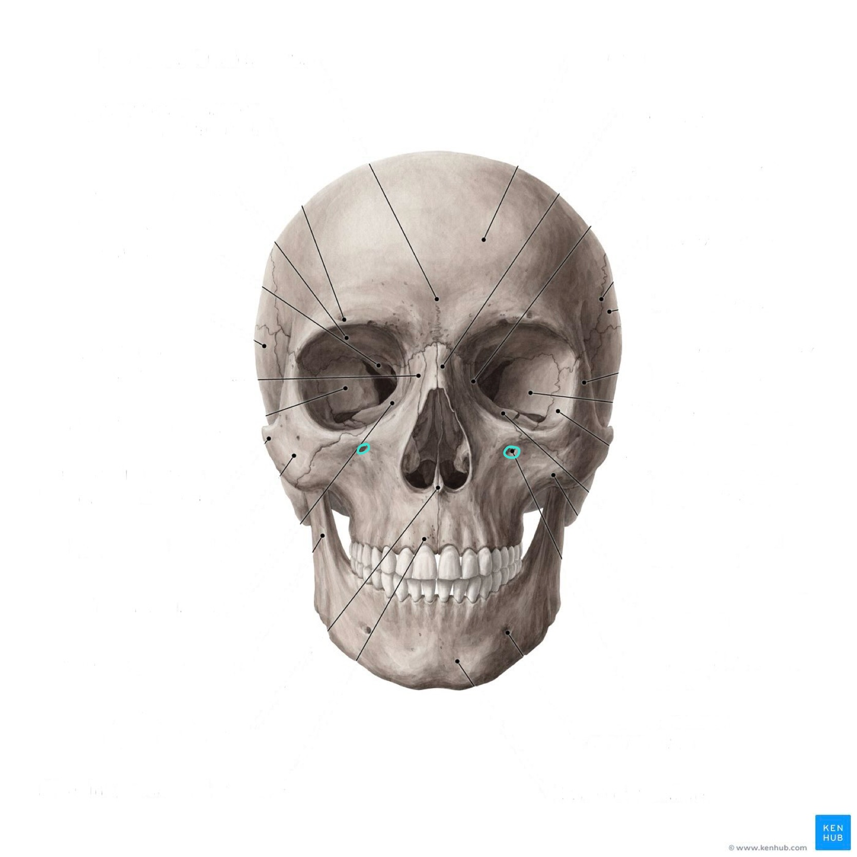 <p>What is the highlighted bony landmark</p>