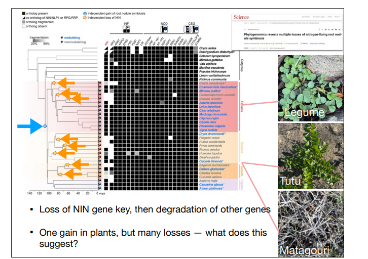 <ul><li><p>Has been evolved exactly once, rather than likely various in Bacteria (Rhizobiales &amp; Frankia for eg)</p></li><li><p>All nod plants share a common ancestor (In a single clade), but most plants in that clade dont nodulate nor fix N</p></li><li><p>so the thought, did they all gain N fixation seperately? or did it get lost many times?</p></li><li><p>=> Genome analysis found the same genes associated with Nodules (Evolved as a single event). Loss of NIN (Nodule Inititaion) gene, related to loss of nodulation</p></li><li><p>A beneficial adaptation, but an expensive tradeoff that reslts in losses to favor other less expensive strategies. </p></li></ul><p></p>