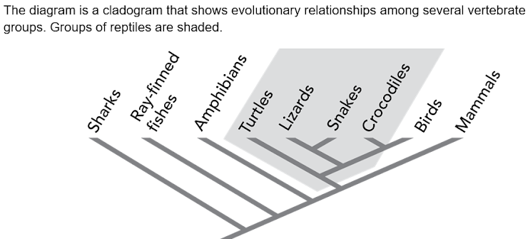 <p><span>Which two animal groups represented in the phylogenetic tree have the most recent common ancestor?</span></p>