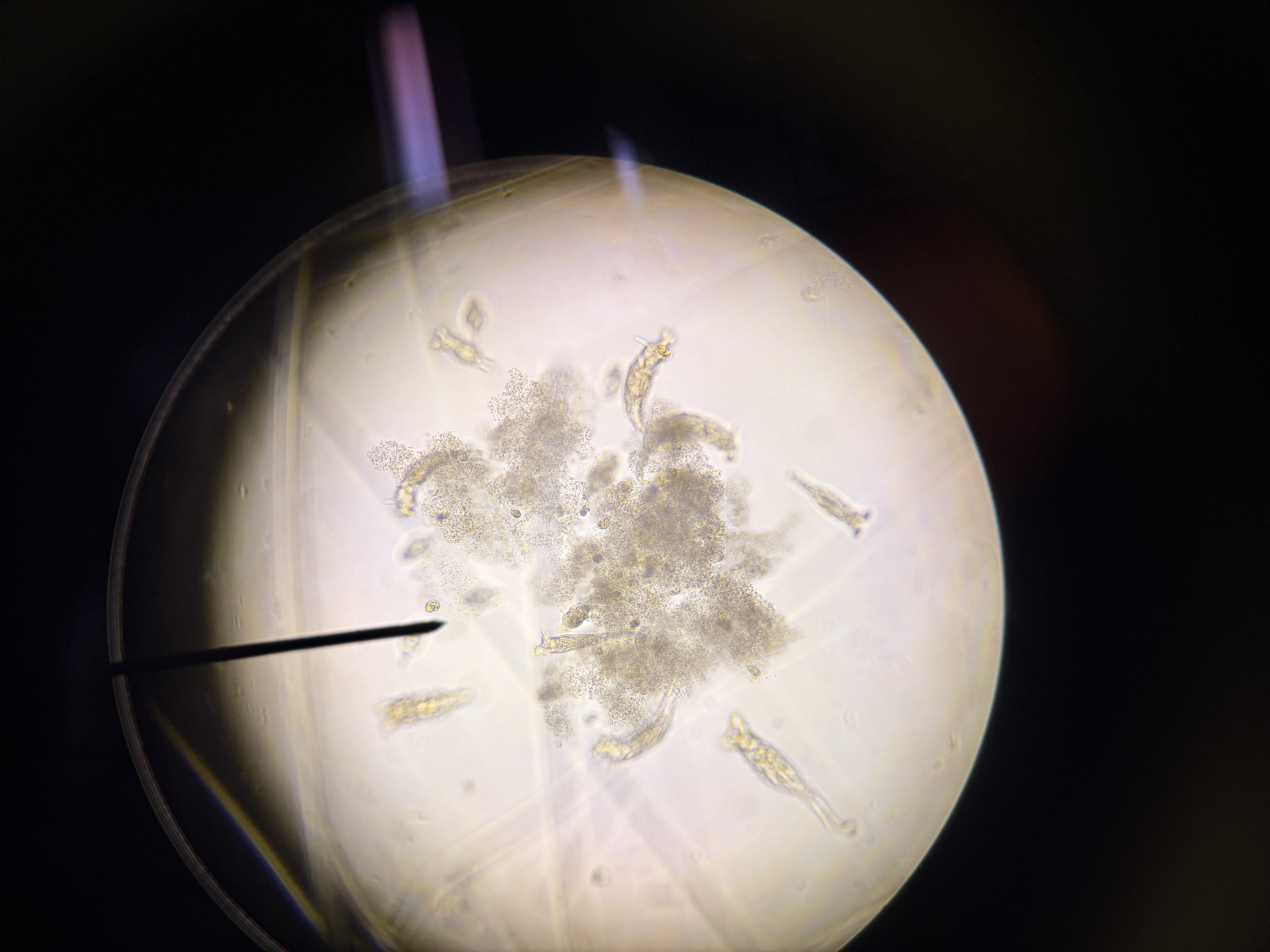 <p>What phylum do these organisms belong to?</p>
