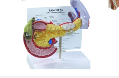 <p>what is that long yellow skeleton looking thing called that is inside the pancreas?</p>