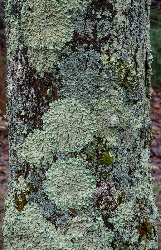 <p><span>Flavopunctelia flaventior</span></p>