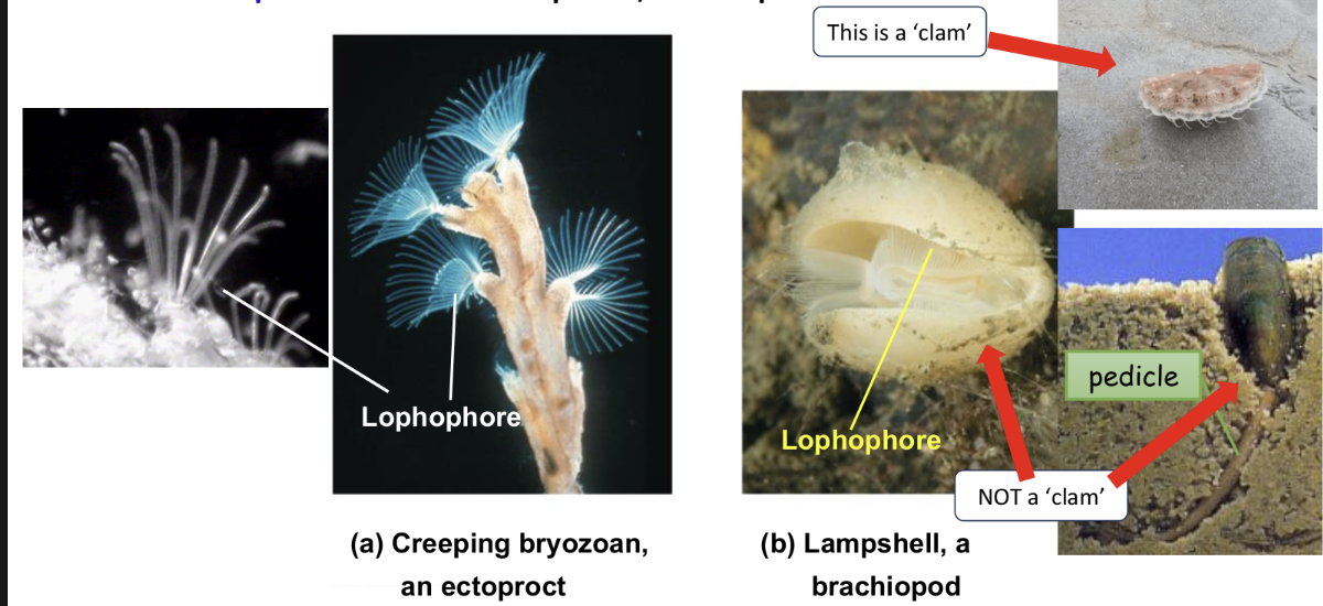<p>crown of ciliated tentacles (lophophore) around mouth used for feeding</p>