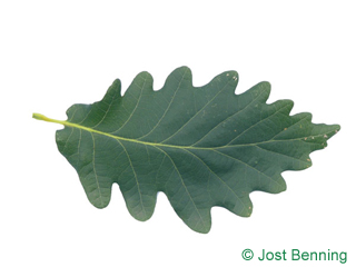 <p><mark data-color="#ffffff" style="background-color: rgb(255, 255, 255); color: inherit;">a leaf edge with shallow, smooth, and strongly wavy indentations that curve inward and outward along a flat, horizontal plane</mark></p>