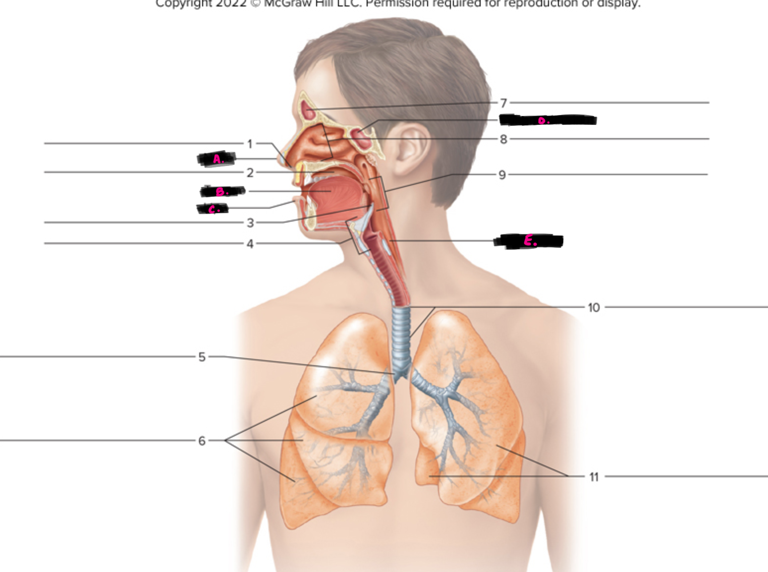<p>what is c pointing to</p>