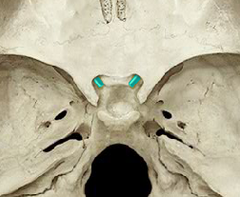 <p>passage way for optic nerve</p>