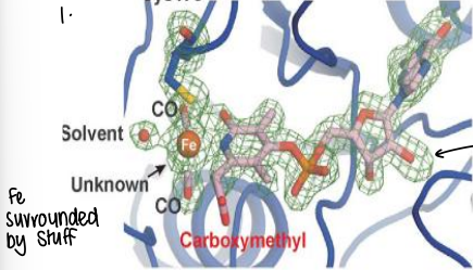 <ul><li><p>It produces a cage contour map, this shows the electron density.</p></li><li><p>You then fit the expected protein structure to the electron density.</p></li><li><p>A higher resolution map is easier to interpret, whereas if it is a lower resolution XRD it can be much harder to interpret.</p></li></ul><p></p>