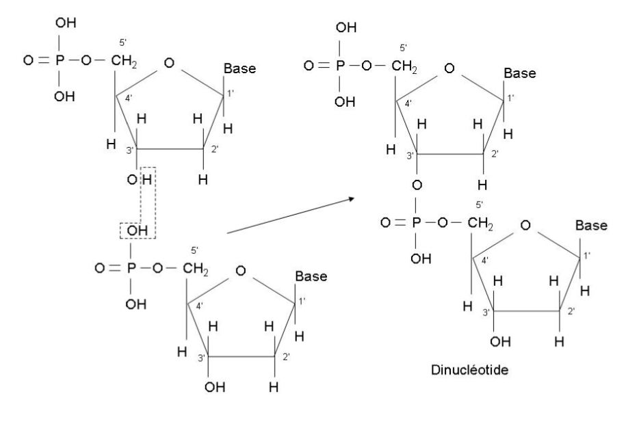 <p>Au niveau du groupe OH du phosphate et du groupe OH en position 3’ du pentose ; libération d’un H<sub>2</sub>O, formation d’un lien phosphodiester (3’-5’-phosphodiester). La base, elle, s’accroche en position 1’ de chaque sucre. </p>