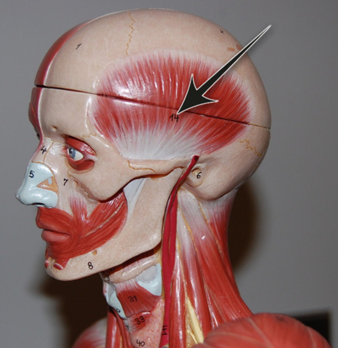 <p>Action - Elevates and retracts mandible</p>