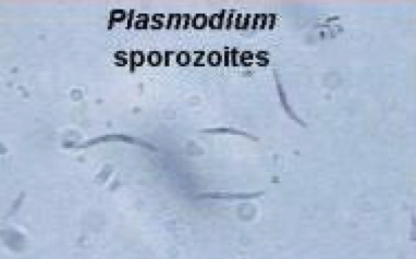 <ul><li><p><span>transfer the malaria infection from the mosquito vector to the human host</span></p></li></ul><p></p>