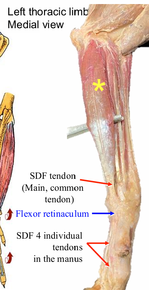 <p>Superficial digital flexor m. (SDF)</p>