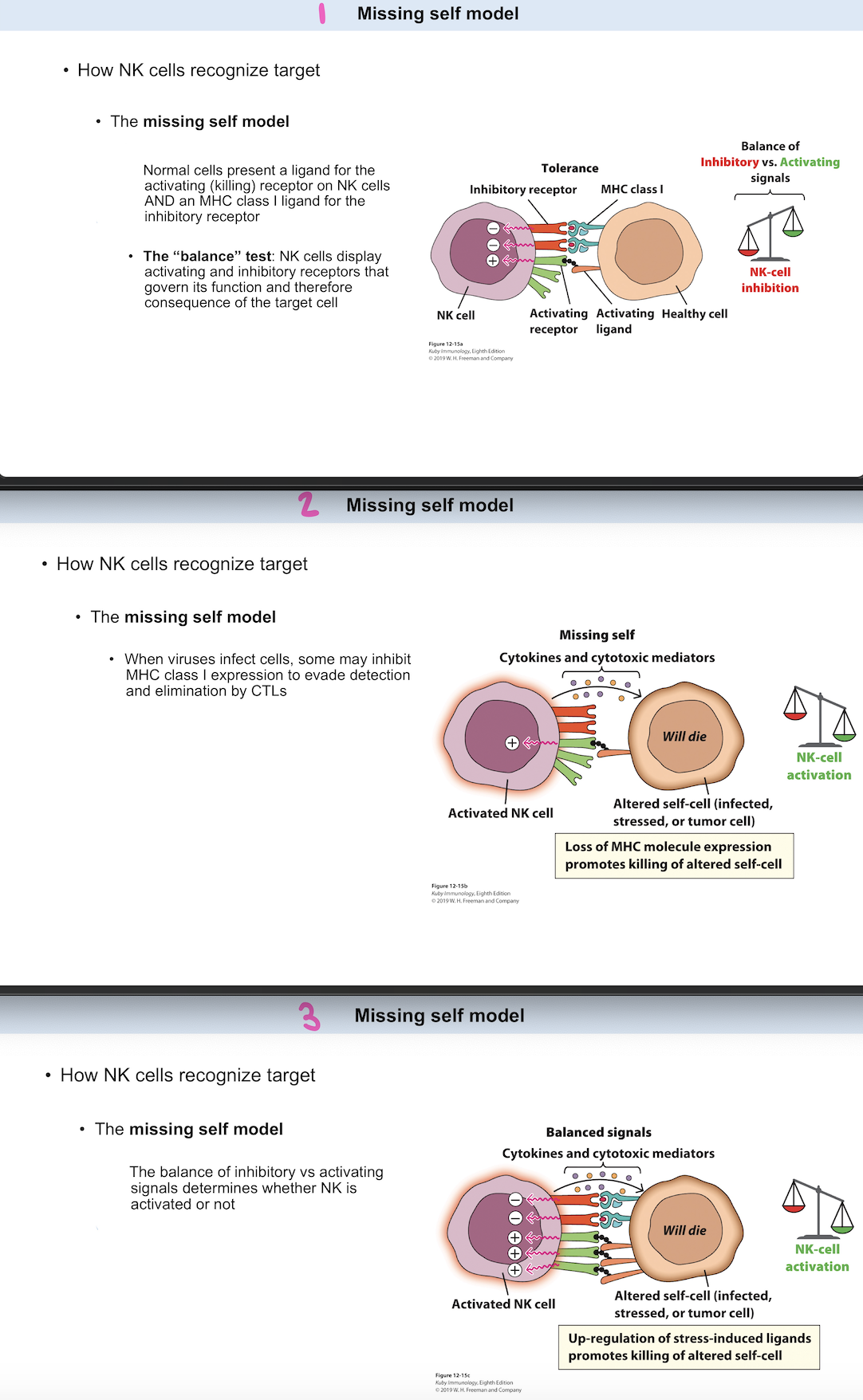 <p><strong>How NK cells recognize target:</strong></p><ul><li><p><strong>_</strong></p><ul><li><p>Normal cells present a ligand for the activating (killing) receptor on NK cells AND an MHC class I ligand for the inhibitory receptor.</p></li><li><p>When viruses infect cells, some may inhibit MHC class I expression to evade detection and elimination by CTLs.</p></li><li><p>The balance of inhibitory vs activating signals determines whether NK is activated or not.</p></li></ul></li><li><p class="p1"><strong>_</strong></p><ul><li><p class="p1">NK cells display activating and inhibitory receptors that govern its function and therefore consequence of the target cell</p></li></ul></li></ul><p></p>