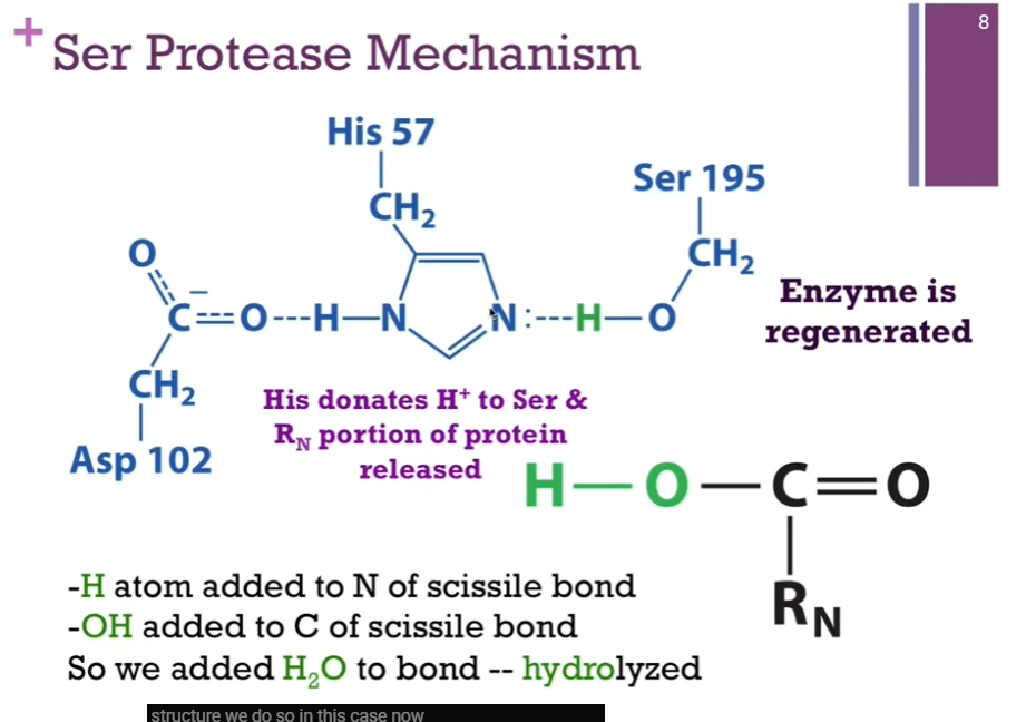 <p>His can now DONATE that proton BACK to <strong>SERINE</strong>. We have accomplished the goal of breaking the peptide bond, and the active site looks just like it did when we began. SO, the enzyme has been regenerated! Here is <strong>our N-terminal of our peptide that has been released </strong>(look at schematic!). Note: In the first case, we had an H atom added to N of the scissile bond! IN THIS CASE, we added an -OH to the CARBON of the <strong>scissile </strong>bond! SO, overall, we simply added water to the bond. It was hydrolyzed; THAT is, LYSED by adding water.</p>