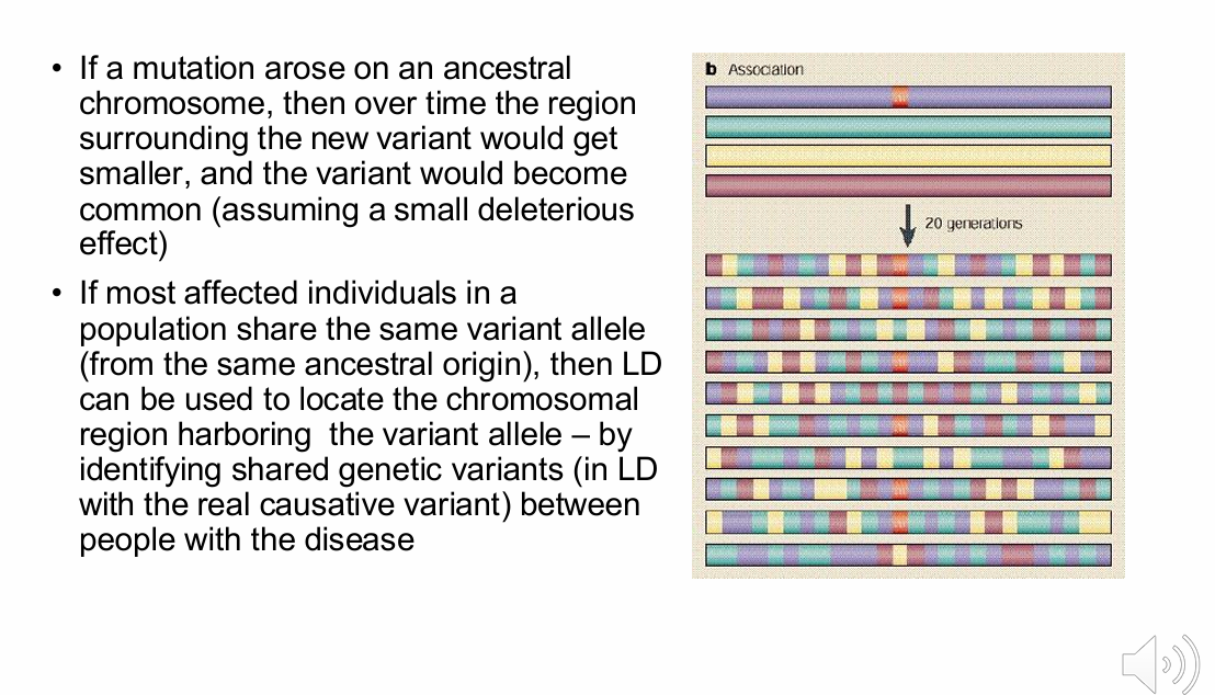 <p>1. A mutation arises on an ancestral chromosome.</p><p>2. It is inherited through generations.</p><p>3. Recombination progressively removes surrounding ancestral DNA.</p><p>4. A smaller shared segment remains around the mutation.</p><p>5. Nearby markers remain associated with the mutation.</p>