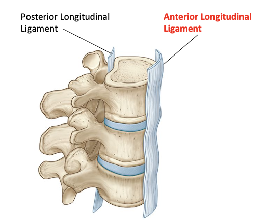 <p>Intervertebral joint - anterior longitudinal ligament</p>