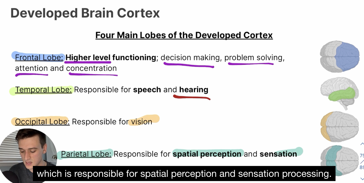 <p>Higher-level functioning, decision making, problem solving, attention and concentration</p>