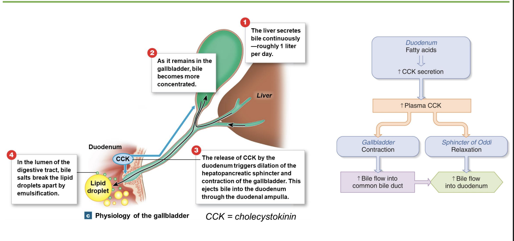 <p>-liver secretes bile continuously but espically when lot of fat; CCK  when feed/fat in SI; can constrict so bile goes to gallbladder</p><p>-gallstone: salts in bile percipiate out; “gallbladder attack” bc increase CCK signal and increase contraction of gallbladder</p>