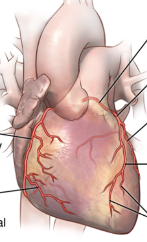 <p>top arrow on R</p>