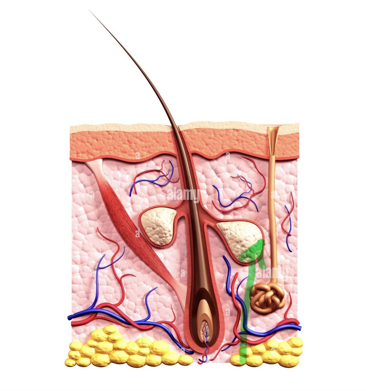 <p>what is this structure in the integumentary system?</p>