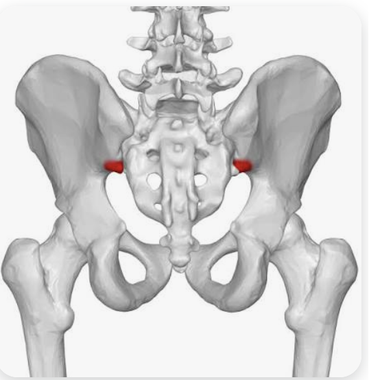 <p>Name this part of the iliac spine</p>