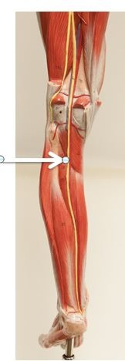 <p>Identify this nerve.</p>