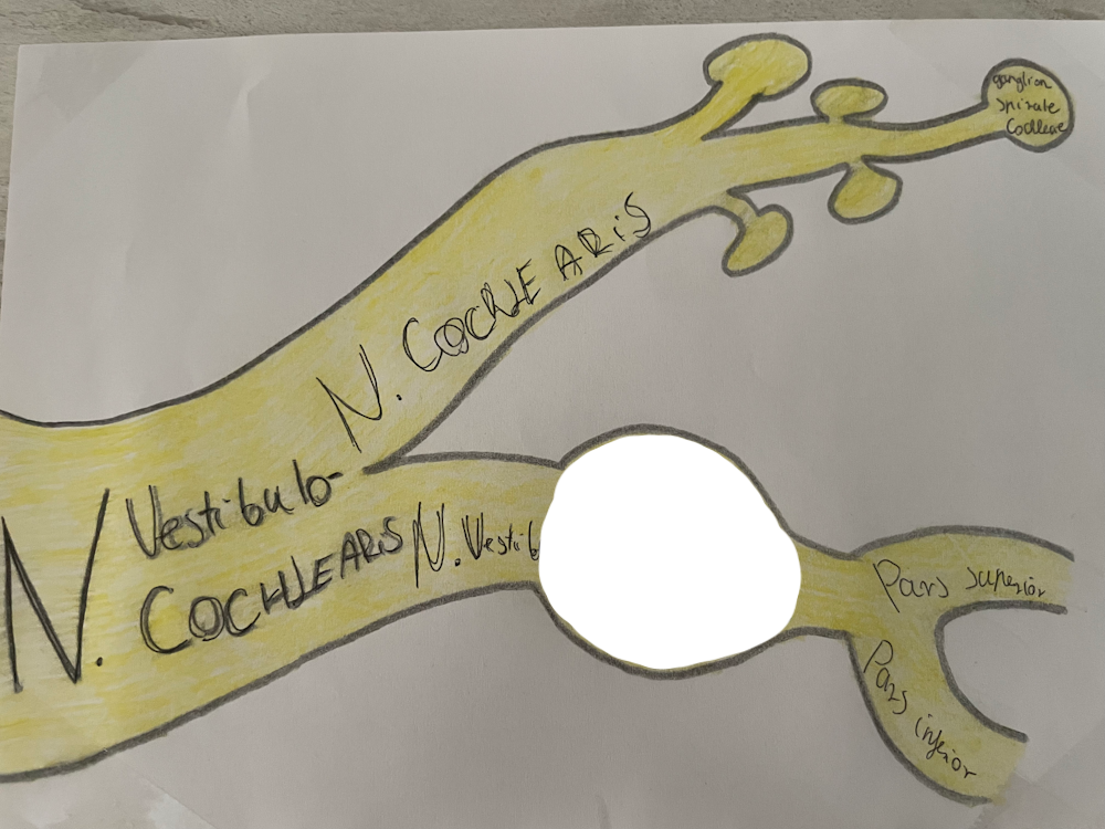 <p>egyensúly idegdúc <span>(bipoláris sejttest)</span></p>