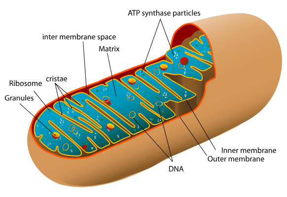 <p><strong>Mitochondria</strong></p>