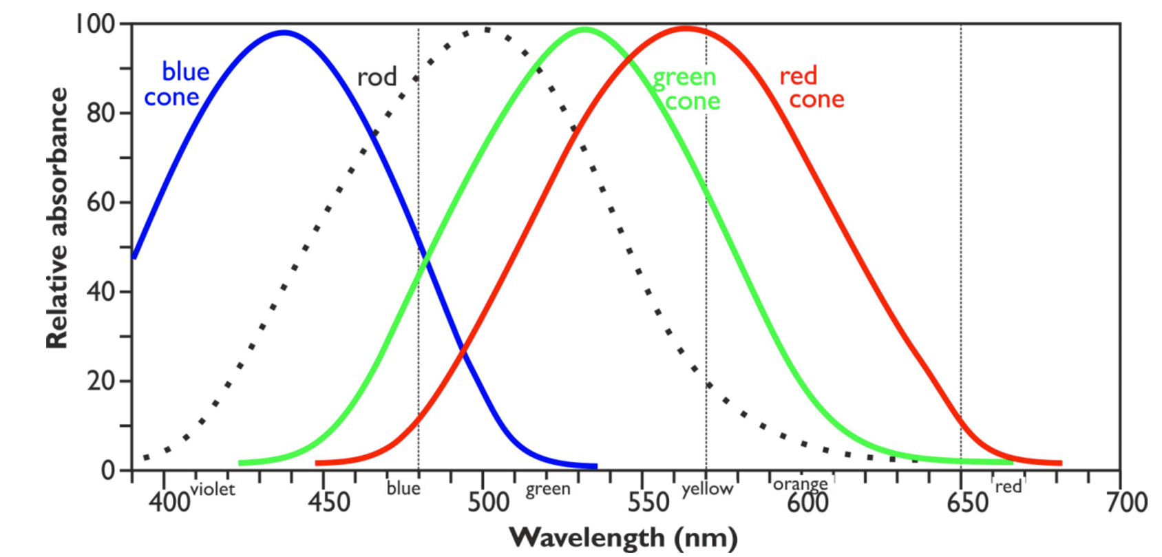 <ul><li><p><strong>Rod cells:</strong> cannot distinguish between different wavelengths of light (i.e. only produce images in black &amp; white)</p></li><li><p><strong>Cone cells: </strong>sensitive to different wavelengths of light &amp; allows us to perceive images in full colour</p><ul><li><p>three different types of cone cell → each one separately responds to wavelengths of red, blue &amp; green light</p></li><li><p>cone cells are not sensitive to low light intensity, explaining why we cannot see colours at night</p></li></ul></li></ul><p></p>