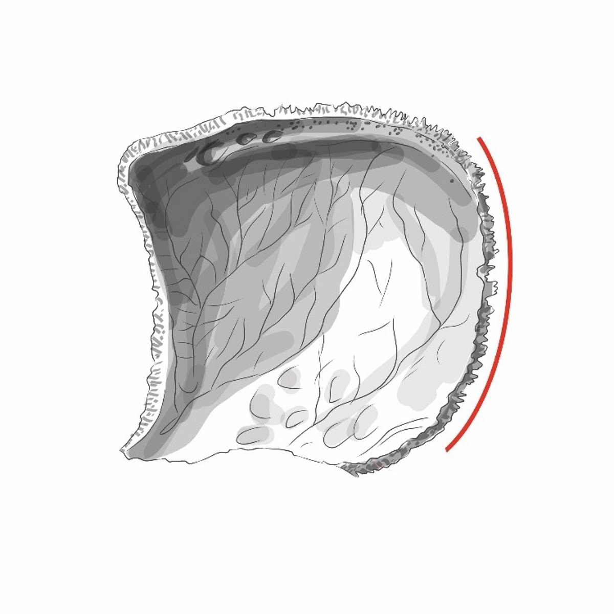 <p>vormt de sutura lambdoidea met het os occipitale</p>
