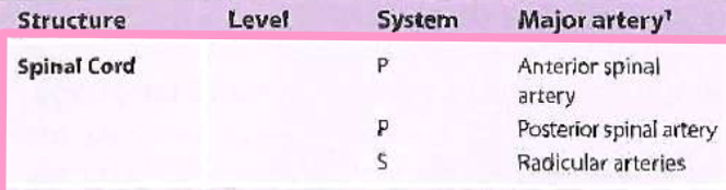 <p>System: P, P, S</p><p>Major Artery: Anterior spinal artery, posterior spinal artery, radicular arteries</p>