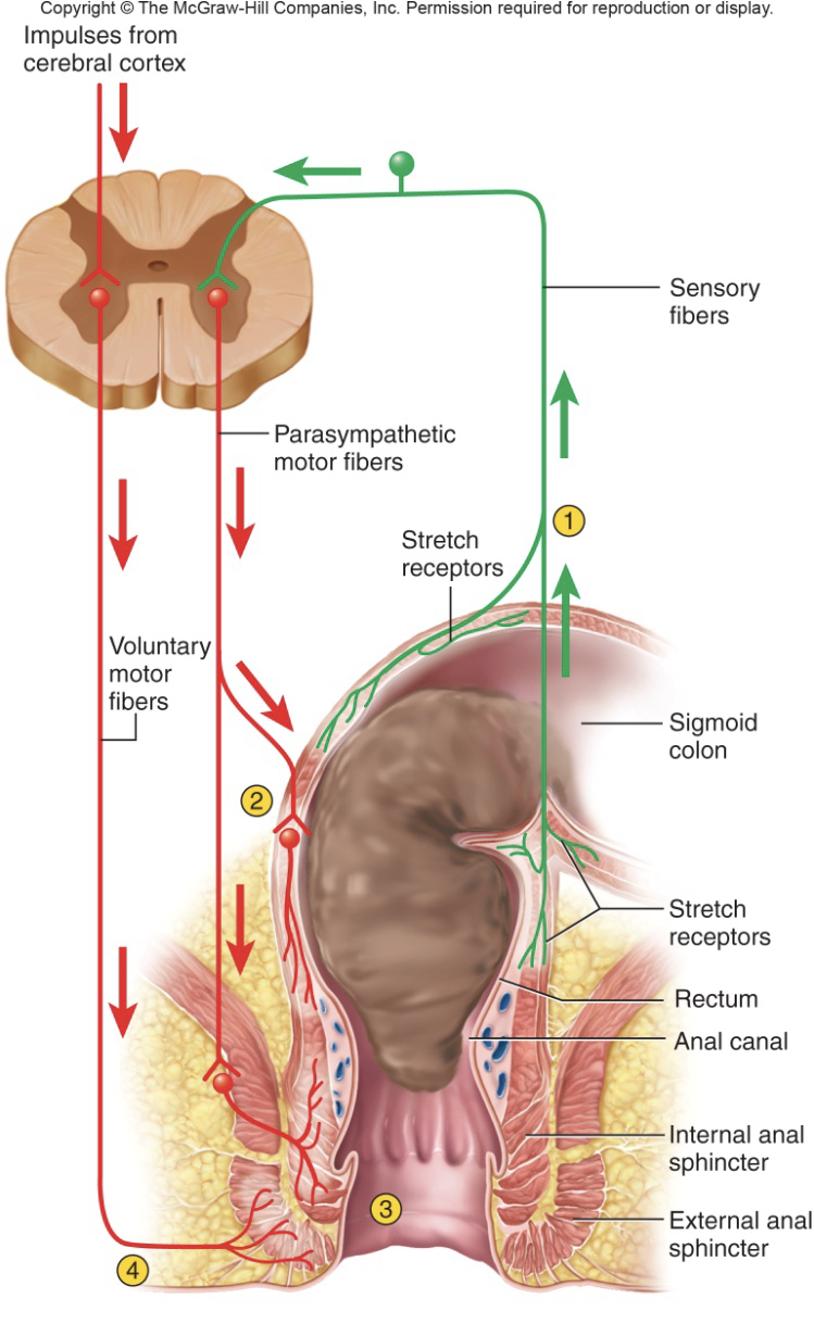 <p><strong>voluntary defacation</strong></p><p>-initiated by ___</p><p>-___ reflex relaxes ___</p><p>-</p>