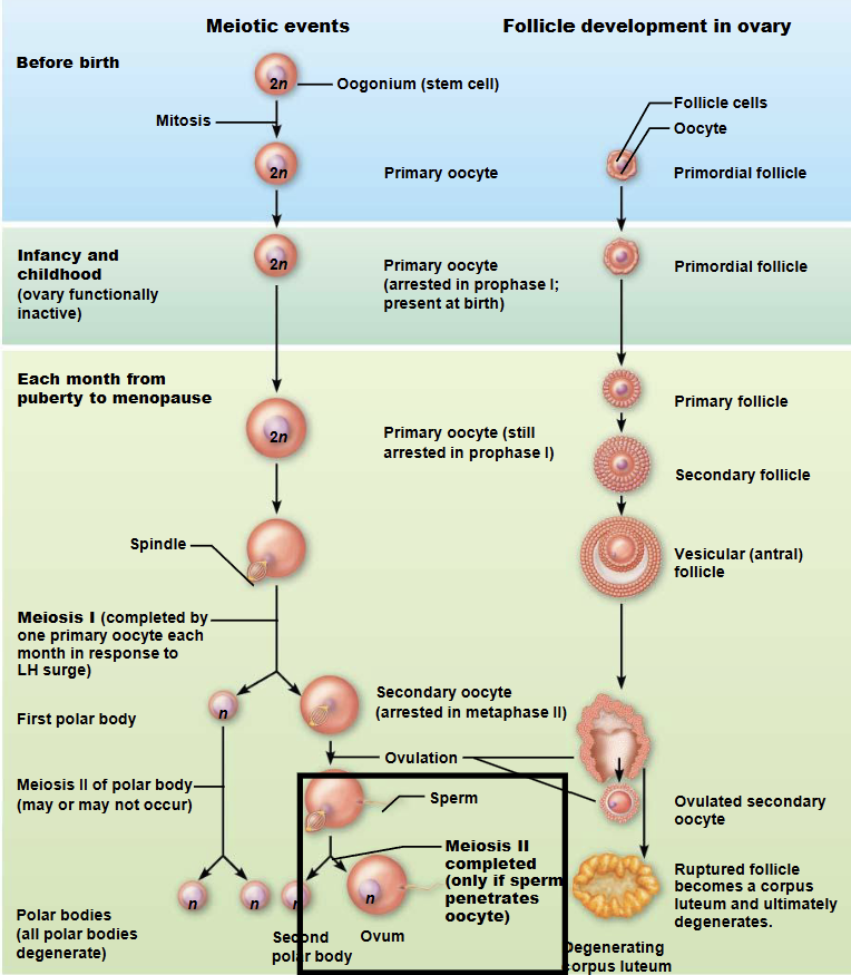 <p>Before Birth</p><ul><li><p>Oogonia divide rapidly by <strong>mitosis</strong> during fetal life.</p></li><li><p>Of the many oogonia produced, only some develop into <strong>primary oocytes + follicle</strong>.</p></li><li><p>Primary oocytes begin <strong>meiosis I</strong> and then arrest in <strong>prophase I</strong>.</p></li><li><p>Females are born with all the primary oocytes they will ever have.</p></li></ul><p>Puberty to Menopause</p><ul><li><p>During each menstrual cycle, a small number of <strong>primary oocytes and their follicles</strong> become active.</p></li><li><p>Usually only <strong>one dominant primary oocyte + follicle</strong> is selected.</p></li><li><p>The dominant primary oocyte resumes and completes <strong>meiosis I</strong>.</p></li><li><p>This produces a <strong>secondary oocyte</strong> + follicle and the <strong>first polar body</strong>.</p></li><li><p>The secondary oocyte + follicle immediately begins <strong>meiosis II</strong> and arrests in <strong>metaphase II</strong>.</p></li></ul><p>Ovulation</p><ul><li><p>The mature follicle (<strong>Corona radiata</strong>) ruptures and releases the <strong>secondary oocyte</strong> from the ovary.</p></li><li><p>This release is called <strong>ovulation</strong>.</p></li></ul><p>If Fertilization Occurs</p><ul><li><p>Entry of a sperm triggers completion of <strong>meiosis II</strong>.</p></li><li><p>The secondary oocyte forms a <strong>mature ovum</strong> and a <strong>second polar body</strong>.</p></li><li><p>The male and female pronuclei then fuse to form a <strong>diploid zygote</strong>.</p></li></ul><p></p>