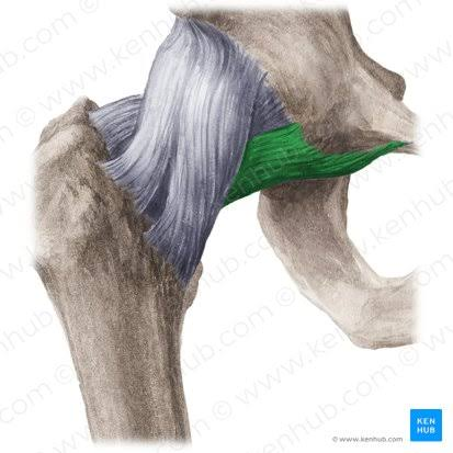 <p>Name this ligament</p>