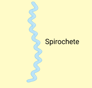 <p>spirochetes</p>