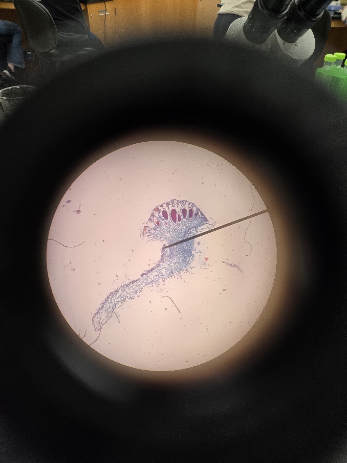 <ol><li><p>what is the phylum?</p></li><li><p>is this an archegonium or an antheridium?</p></li><li><p>what is the ploidy of the structure? </p></li></ol><p></p>