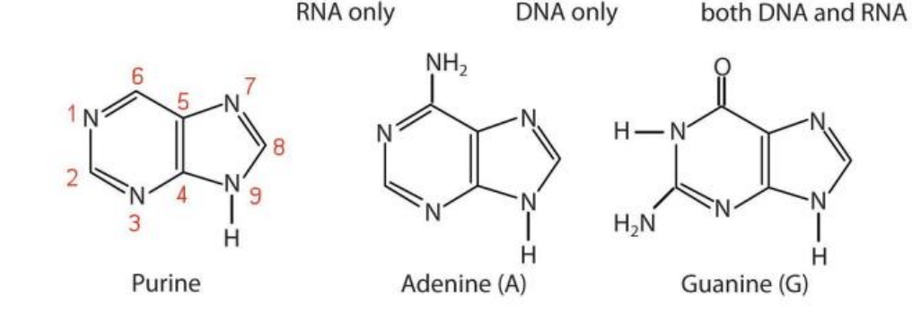 <p>Adenine and Guanine</p>