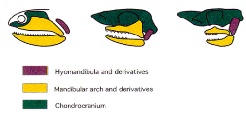 <ul><li><p>The quadrate of the upper jaw articulates with the articular of the lower jaw. The hyomandibula supported the articulation, especially the quadrate</p></li><li><p>The angular supported the articular</p></li><li><p>The dentary + other elements formed the anterior lower jaw</p></li></ul><p></p>