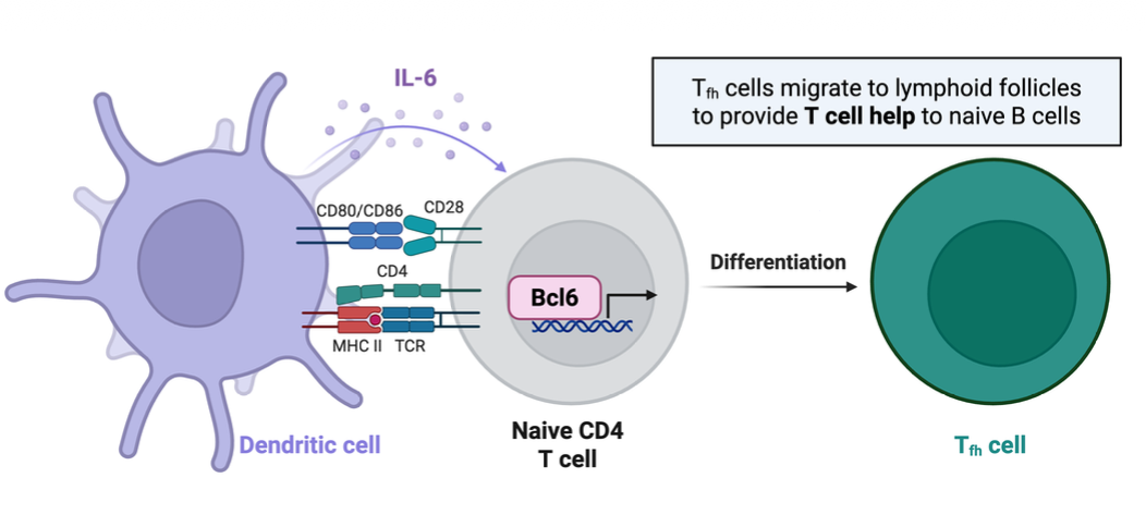 <p>induce differentiation of T follicular helper cells (Tfh)</p><ul><li><p>Tfh cells migrate to lymphoid follicles to provide T cell help to naive B cells</p></li></ul><p></p>