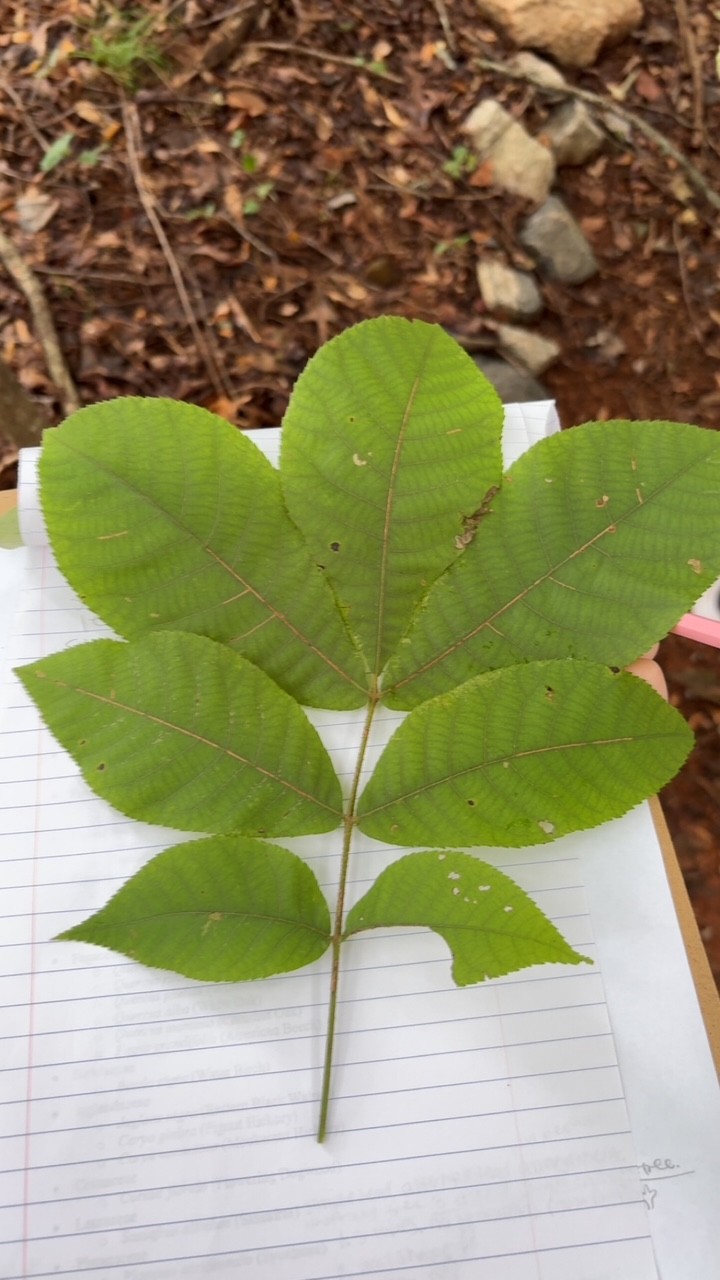 <p>what is this? how to identify?</p>