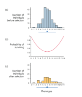 <p>What type of selection is depicted by the graphs below?</p>