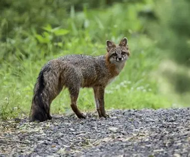 <p>What Mammal is this?</p>