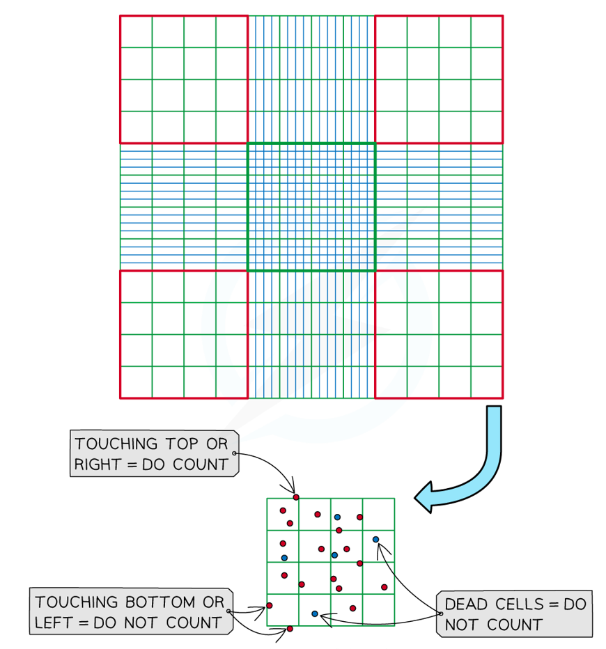 <ol><li><p>Dilute the broth sample with an equal volume of trypan blue to stain the dead cells blue</p></li><li><p>Use a calibrated haemocytometer with volume 0.1mm<sup>3</sup> &amp; count the cells in each set of squares &amp; calculate the mean</p></li><li><p>Number of bacterial cells = number counted x 10<sup>4</sup> per cm<sup>3</sup>&nbsp;</p></li></ol><p></p>