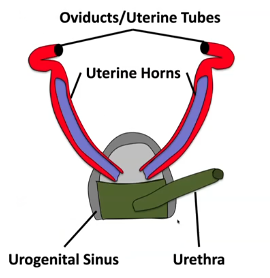 <p>No vagina or cervix, duplex uterus. Urogenital sinus— urethra and uteri combine.</p>