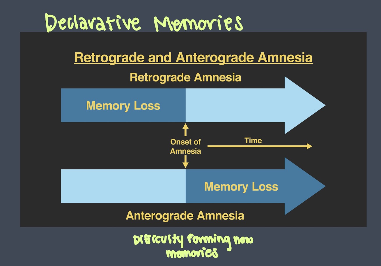 <p>patient HM: damages temporal lobes, but over time got a little of his memory back</p><ul><li><p>other parts close by started to support the damaged areas </p></li></ul><p>MLT/Hippocampus: </p><ul><li><p>larger amount of tissue cut out → more severe amnesia</p></li><li><p>more damage, worse cognitive deficit </p></li></ul><p></p>