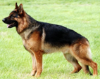 <p>welk type hond is dit</p>